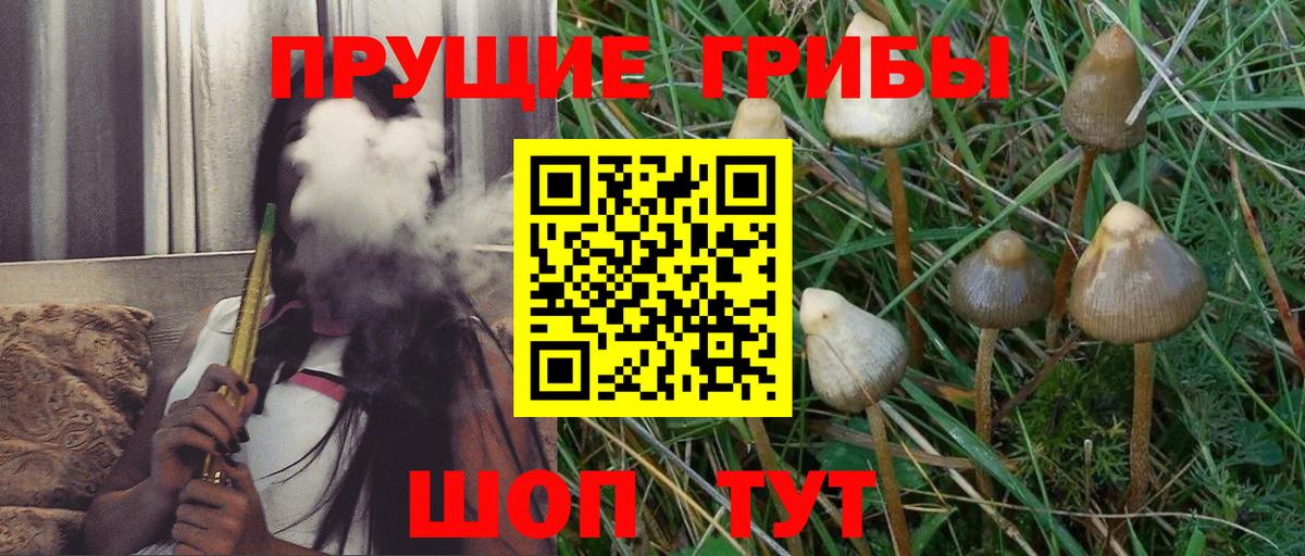 Галлюциногенные грибы Psilocybe Армавир